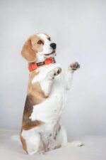 Collar ecológico de Algodón, Amiplay