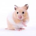 Hamster-Jerbo-Degús-Ratón